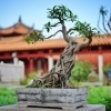 Bonsai Trees: The Art, Care, and Beauty of Miniature Trees home blog thumb