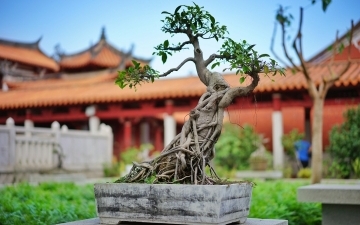 Bonsai Trees: The Art, Care, and Beauty of Miniature Trees image blog section